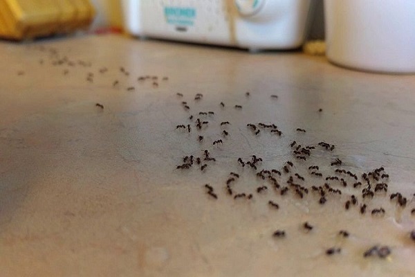 از بین بردن مورچه‌ها