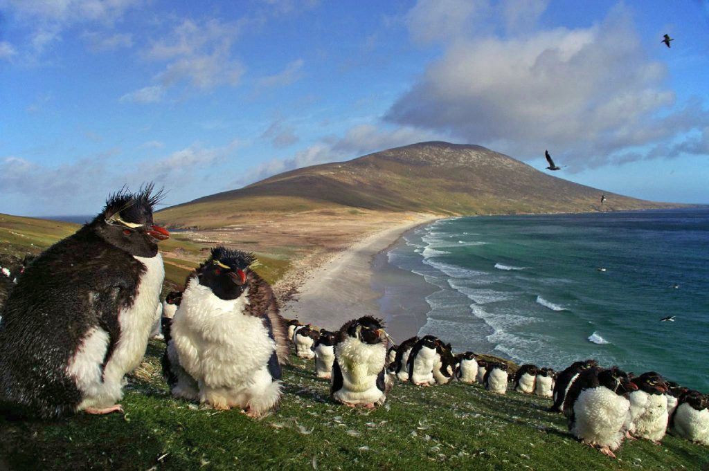برای دیدن پنگوئن‌ها کجا سفر کنیم؟
